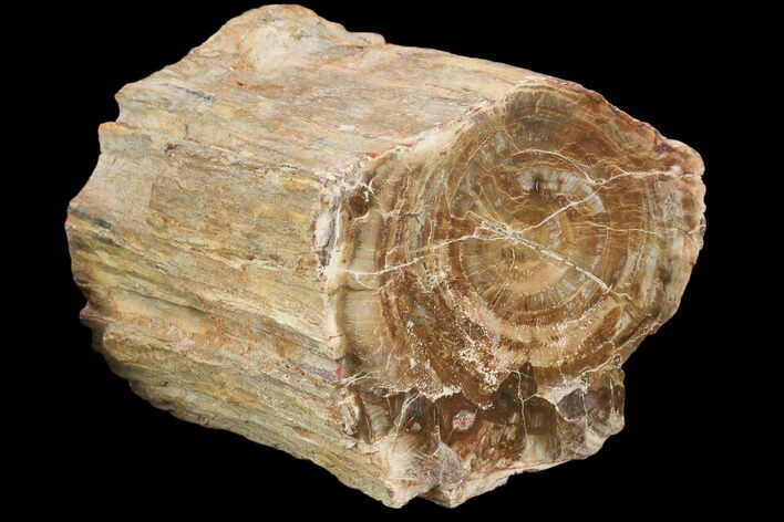 Petrified Wood (Araucaria) Limb Section - Madagascar #126382